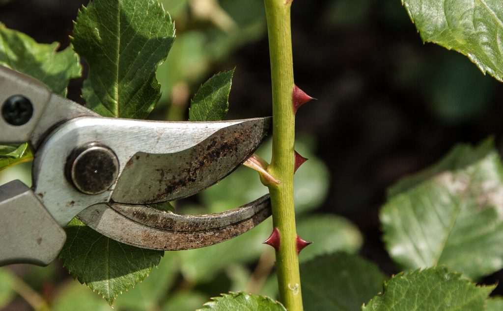 kertgondozás metszés